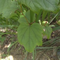 Trichosanthes bracteata (Lam.) Voigt